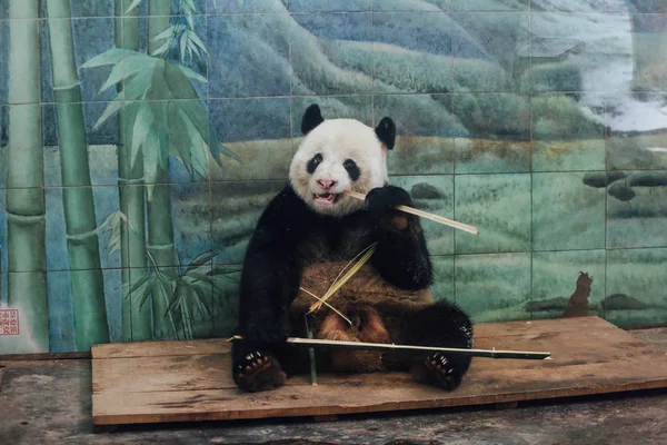 Panda Gigante Wei Wei Pega Seus Dentes Jardim Zoológico Wuhan — Fotografia de Stock