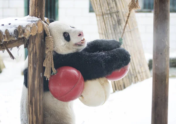 Panda Gigante Wei Wei Juega Nieve Zoológico Wuhan Ciudad Wuhan —  Fotos de Stock