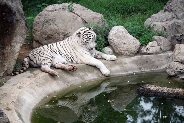 Μια Άσπρη Τίγρη Βρίσκεται Δίπλα Μια Λιμνούλα Για Κρυώσει Μια — Φωτογραφία Αρχείου