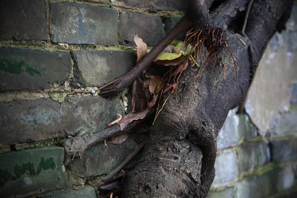 Фотографія Показує Великі Корені Чотирьох Banyan Дерев Ростуть Через Секцію — стокове фото