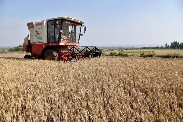 Una Máquina Segadora Cosecha Trigo Campo Aldea Gaotou Ciudad Baiyang —  Fotos de Stock