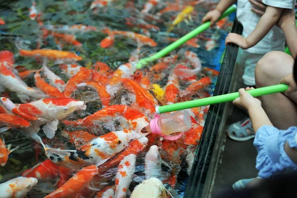 Besökare Matar Flaskan Utfodring Koi Fisk Med Utfodring Flaskor Fyllda — Stockfoto