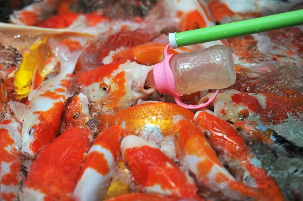 Visitante Alimenta Peixe Koi Que Alimenta Garrafa Com Uma Garrafa — Fotografia de Stock