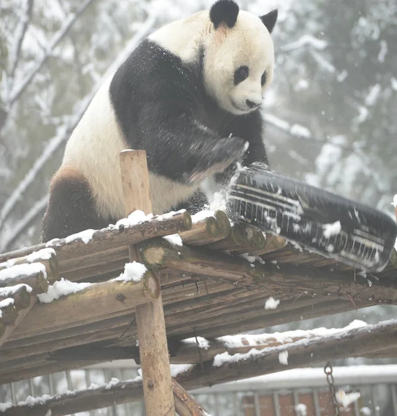 2015 日中国中央部の湖北省武漢市の動物園で雪の中でジャイアント パンダ ウェイウェイ踊り — ストック写真