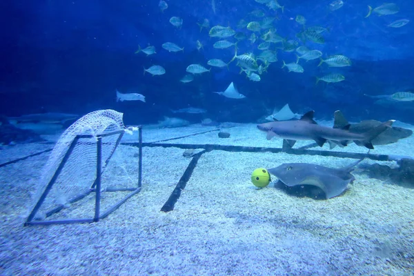 Zwierzęta Morskie Grać Piłkę Nożną Podwodne Mistrzostw Świata Yantai Haichang — Zdjęcie stockowe