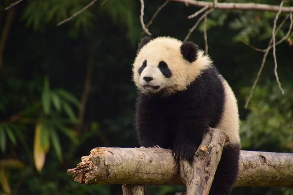 Filhote Panda Gigante Rasteja Cautelosamente Uma Viga Uma Base Centro — Fotografia de Stock