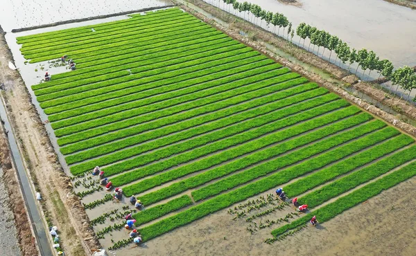 Chinese Boeren Kiezen Binden Van Zoute Rijst Zaailingen Worden Uitgeplant — Stockfoto