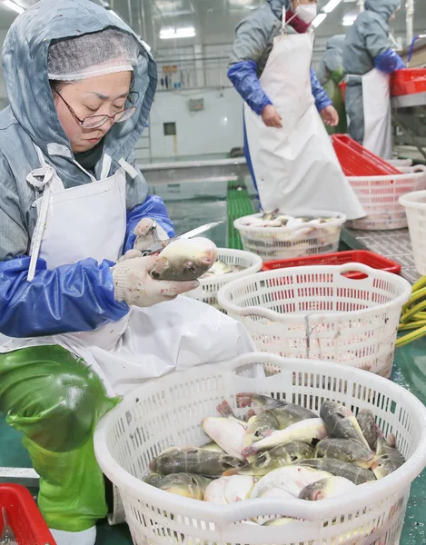 Trabajadores Chinos Procesan Peces Globo Ensamblaje Centro Cría Peces Globo — Foto de Stock