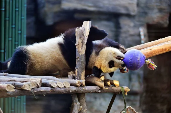 Panda Gigante Ying Hua Juega Con Una Pelota Stand Madera — Foto de Stock