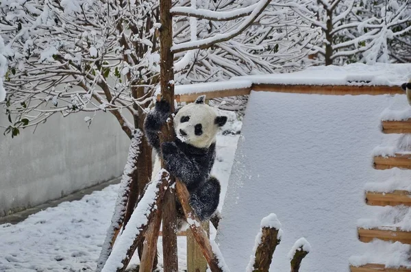 Giant Panda Climbs Snow Covered Tree Base China Conservation Research — 图库照片