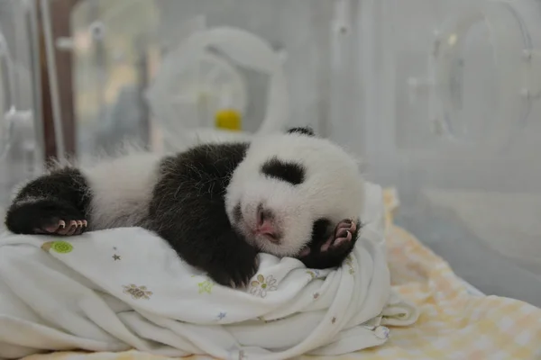 Filhote Panda Gigante Retratado Uma Incubadora Uma Base Centro Conservação — Fotografia de Stock