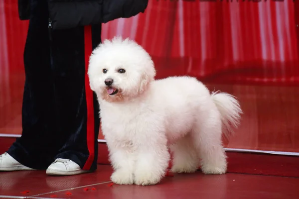 Cão Retratado Durante Concurso Cidade Nantong Província Jiangsu Leste China — Fotografia de Stock