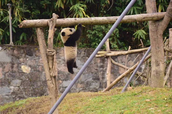 Petit Panda Géant Suspend Dans Les Airs Sur Faisceau Une — Photo