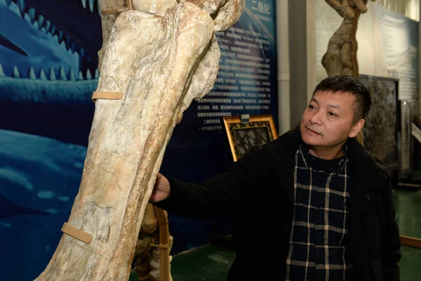 Diretor Museu Mostra Fóssil Gigante Paraceratério Rinoceronte Sem Chifres Que — Fotografia de Stock