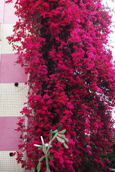 Een Weergave Van Een Floral Waterval Van Bloeiende Bougainville Stroomt — Stockfoto