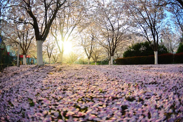 Scenery Cherry Blossoms Hongkou Football Stadium Station Metro Line Shanghai — Stock Photo, Image