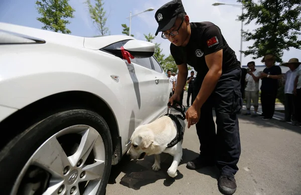 Sniffer Dog Senses Drugs Hidden Car Sniffer Dog Open Day — Stock Photo, Image