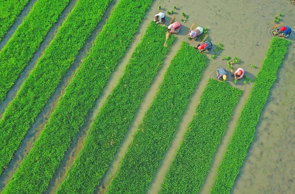 Chinesische Bauern Pflücken Und Binden Salzreissämlinge Die Mai 2018 Auf — Stockfoto