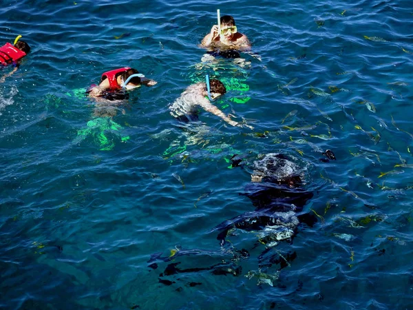 Los Turistas Disfrutan Buceando Cerca Gran Barrera Coral Mar Coral —  Fotos de Stock