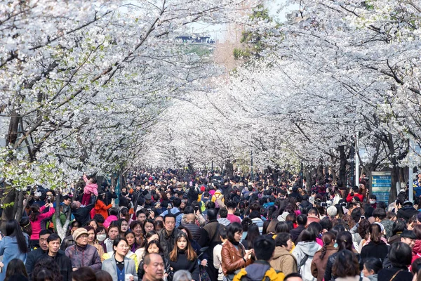 Turistas Apreciam Flores Cerejeira Estrada Frente Templo Jiming Cidade Nanjing — Fotografia de Stock