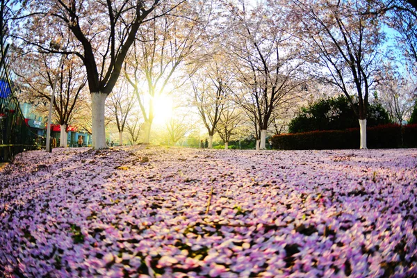 Landschaft Der Kirschblüten Der Nähe Der Station Des Hongkou Fußballstadions — Stockfoto