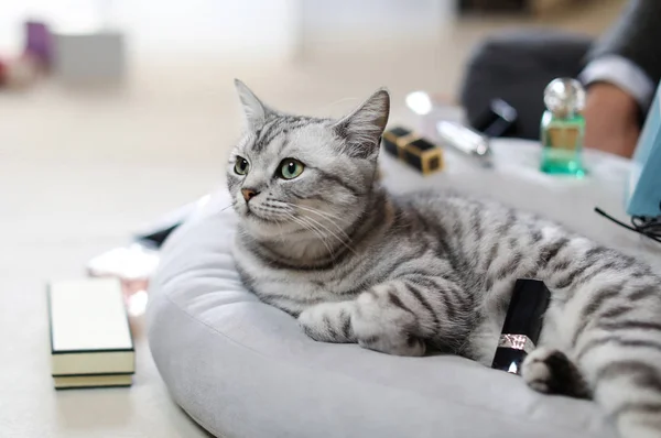 Modelo Gato Posa Para Las Fotos Con Cosméticos Perfume Marcas —  Fotos de Stock