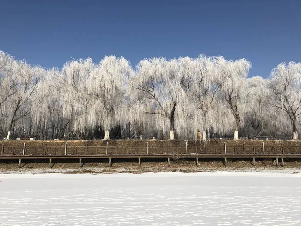 Rime Täckta Träd Avbildas Längs Frusen Flod Shenyang City Nordost — Stockfoto
