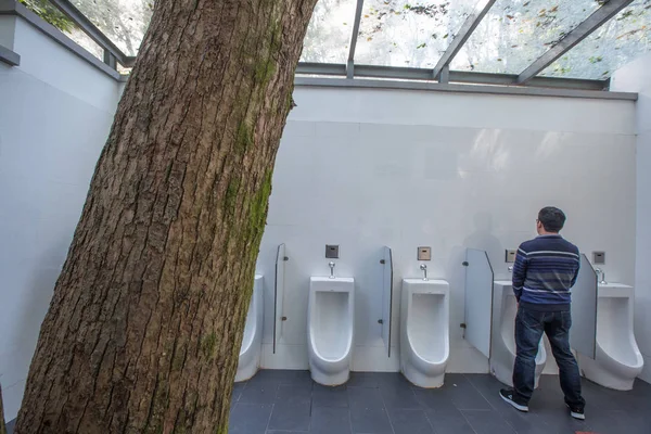 Widok Wewnątrz Drzewa Szerokości Dwóch Metrów Uprawy Wewnątrz Męska Toaleta — Zdjęcie stockowe