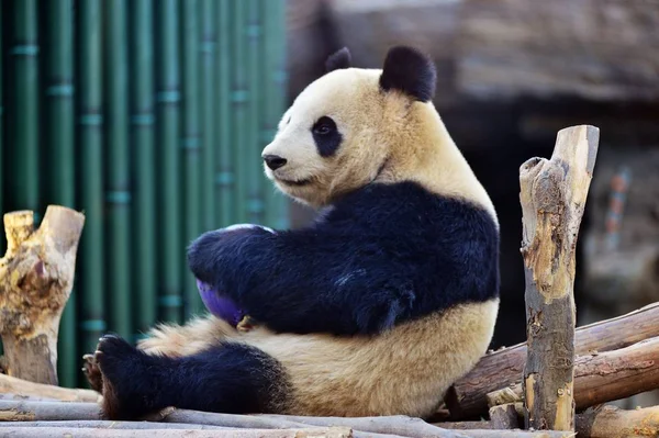 Der Riesenpanda Ying Hua Spielt Mit Einem Ball Auf Einem — Stockfoto