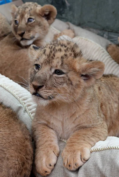 Los Quintillizos Leones Africanos Recién Nacidos Representan Durante Debut Público —  Fotos de Stock