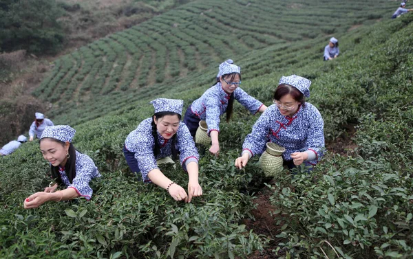 Китайські Дівчата Забрати Навесні Чайного Листя Чайній Плантації Районі Юнчуань — стокове фото