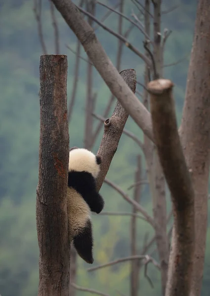 Giant Panda Cub Rests Tree Wolong National Nature Reserve Gengda — Stock Photo, Image