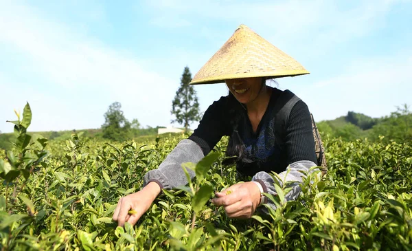 Een Chinese Boer Oogsten Witte Theebladeren Een Thee Plantage Guiyang — Stockfoto