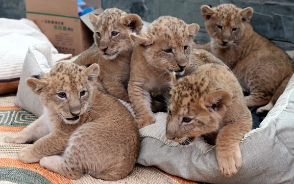 Newborn African Lion Quintuplets Pictured Public Debut Kunming Zoo Kunming — Stock Photo, Image