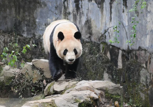 Четырехлетний Гигантский Панда Чэн Цзю Играет Зоопарке Ханчжоу Городе Ханчжоу — стоковое фото