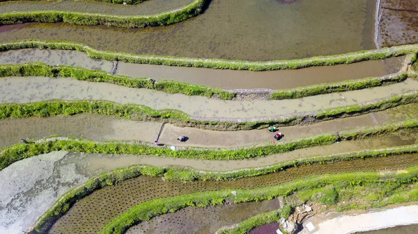 Luftaufnahme Der Terrassenförmigen Felder Dorf Cenfeng Kreis Congjiang Provinz Guizhou — Stockfoto