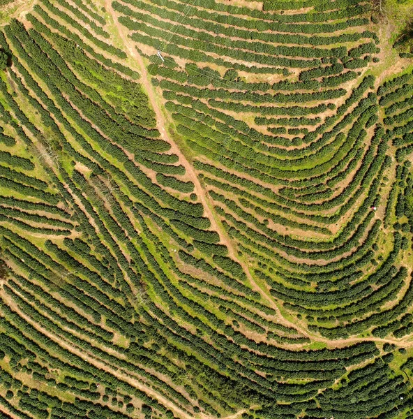 Aerial View Tea Garden Looking Fingerprint Earth Youyang Tujia Miao — Stock Photo, Image
