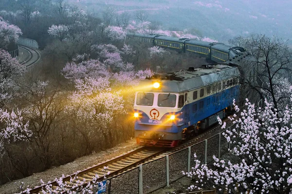 Tren Viaja Través Del Mar Flores Cerca Gran Muralla Juyongguan — Foto de Stock
