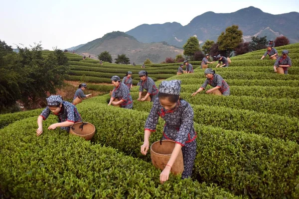 Chinese Farmers Harvest Tea Leaves Produce Mingqian Literally Pre Qingming — Stock Photo, Image