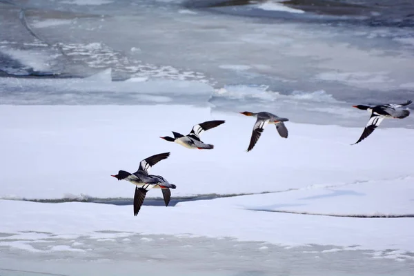 Mergansers Lados Raros Mergansers Chineses São Retratados Uma Área Água — Fotografia de Stock