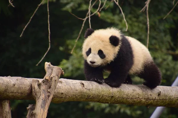 Egy Óriás Panda Cub Térképezi Fel Óvatosan Gerenda Tövénél Kína — Stock Fotó