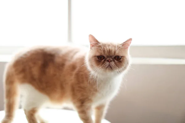 Modelo Gato Posa Para Fotos Com Cosméticos Perfume Marcas Estrangeiras — Fotografia de Stock