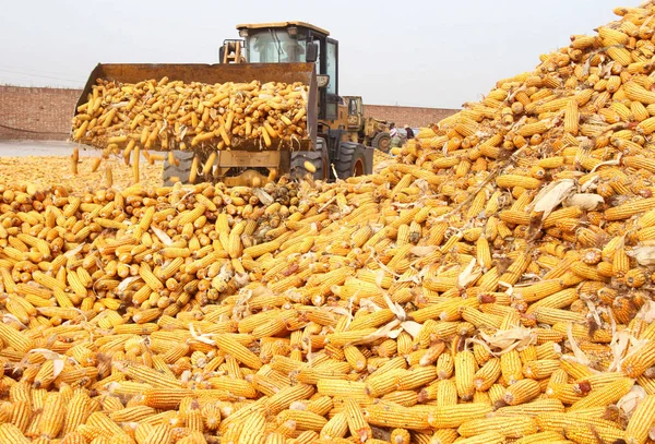 Chinese Farmer Harvest Corns Field Yucheng Village Wuan City North — стоковое фото