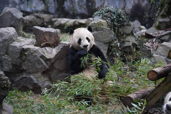 歳の雄パンダ チェン柔術は 2018 日中国東部の浙江省杭州市に杭州動物園で竹を食べる — ストック写真