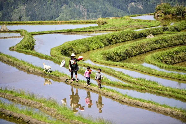 Falusiak Dolgozik Teraszos Mezők Cenfeng Village Congjiang Megye Dél Nyugati — Stock Fotó