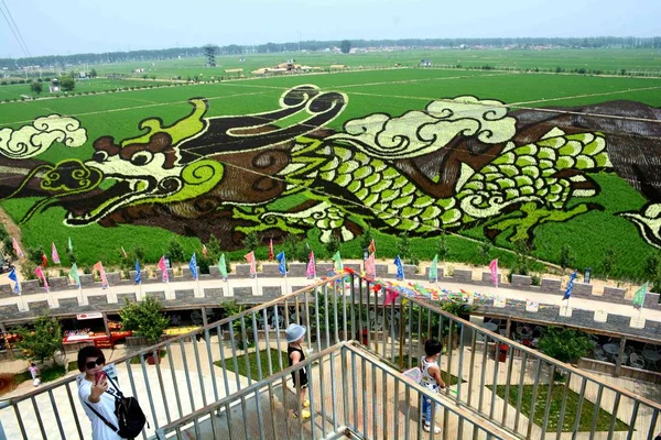 Een Rice Paddy Schilderij Genaamd Stijgende Dragon Field Wordt Tentoongesteld — Stockfoto