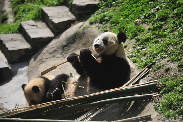 Giant Panda Cub Klockor Sin Mor Äter Bambuskott Bas Kina — Stockfoto