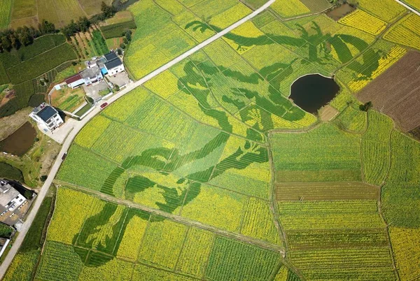 Vista Aérea Flores Colé Formando Dos Dragones Retozando Con Una —  Fotos de Stock