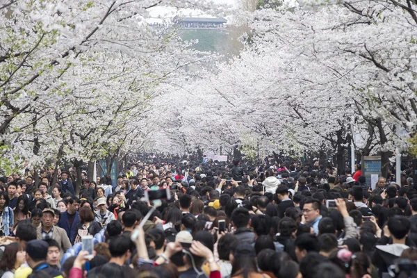 Pessoas Gostam Cerejeiras Plena Floração Jimingsi Road Cidade Nanjing Leste — Fotografia de Stock