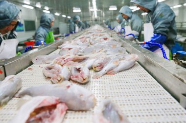 Chinese workers process globefish on the assembly in a puffer fish breeding center in Hai'an county, Nantong city, east China's Jiangsu province, 11 March 2018 clipart